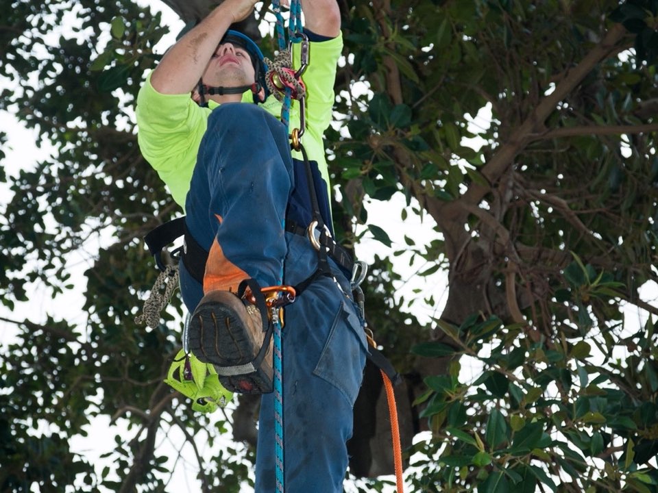 Qualified arborist working in a mature tree during a risk assessment in Neath Port Talbot